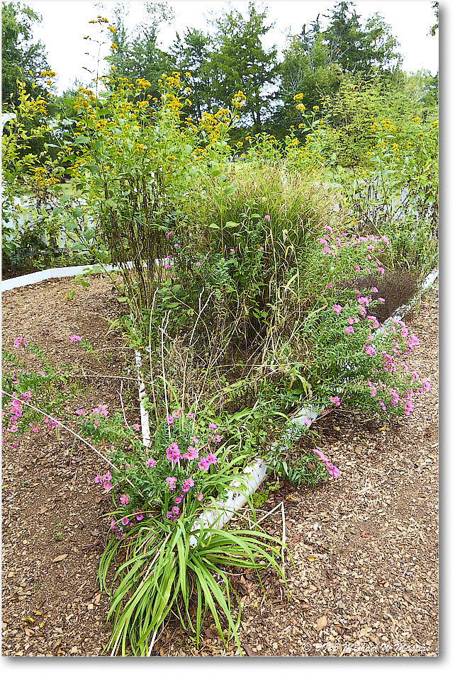 GardenFlower_FerryFarm_2025Sep_R5D02171