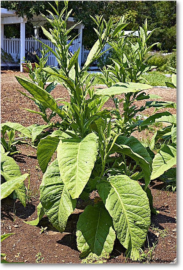 FerryFarm_Garden_2021Aug_R5B04158 copy