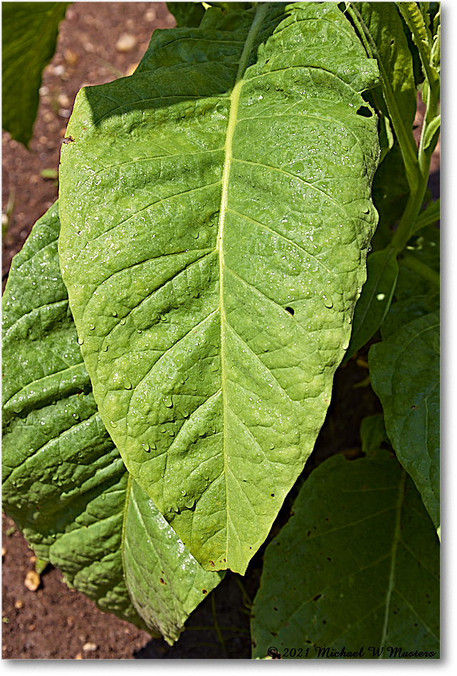 FerryFarm_Garden_2021Aug_R5B04159 copy
