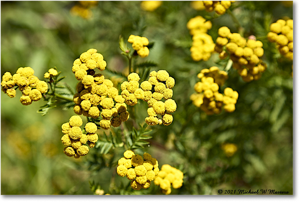 FerryFarm_Garden_2021Aug_R5B04166 copy