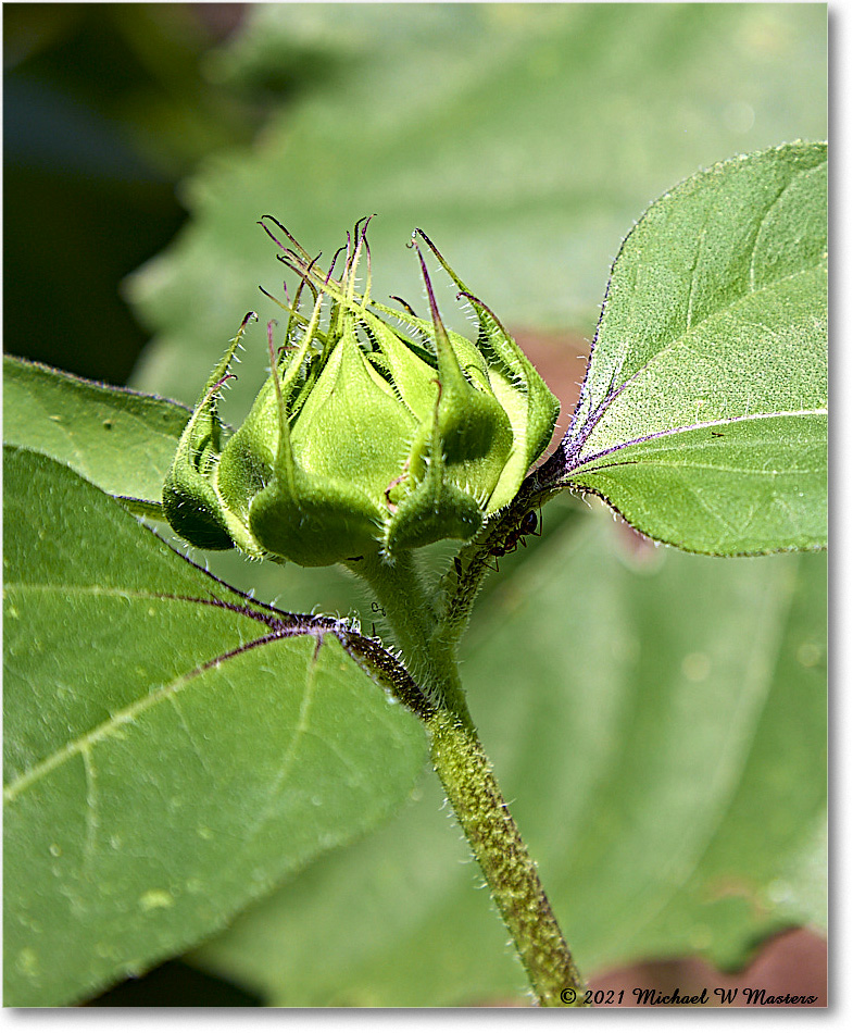 FerryFarm_Garden_2021Aug_R5B04170 copy