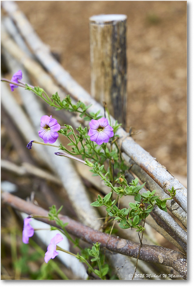 GardenFlower_FerryFarm_2025Sep_R5D02164
