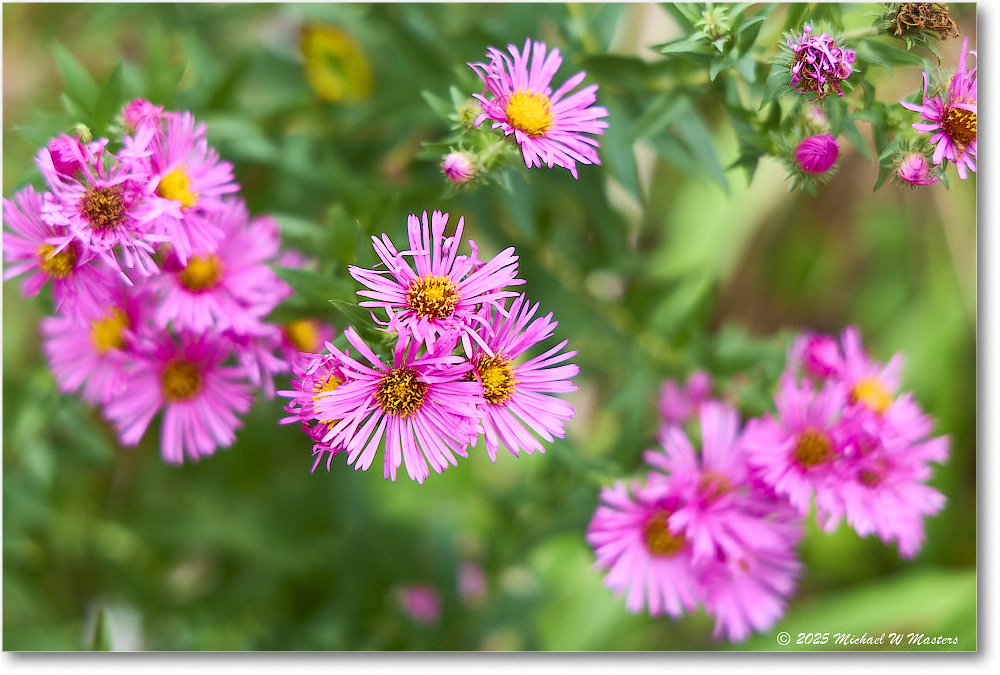 GardenFlower_FerryFarm_2025Sep_R5D02174