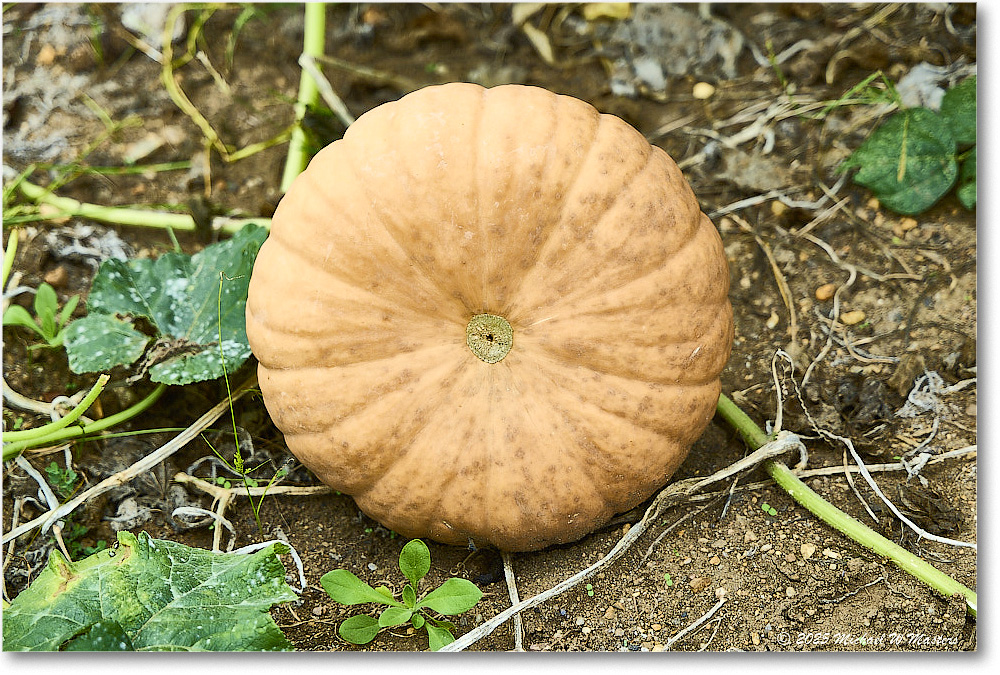 Pumpkin_FerryFarm_2025Sep_R5D02170