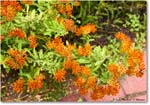 HughMercerApothecary_2023Aug_R5B12276 copy