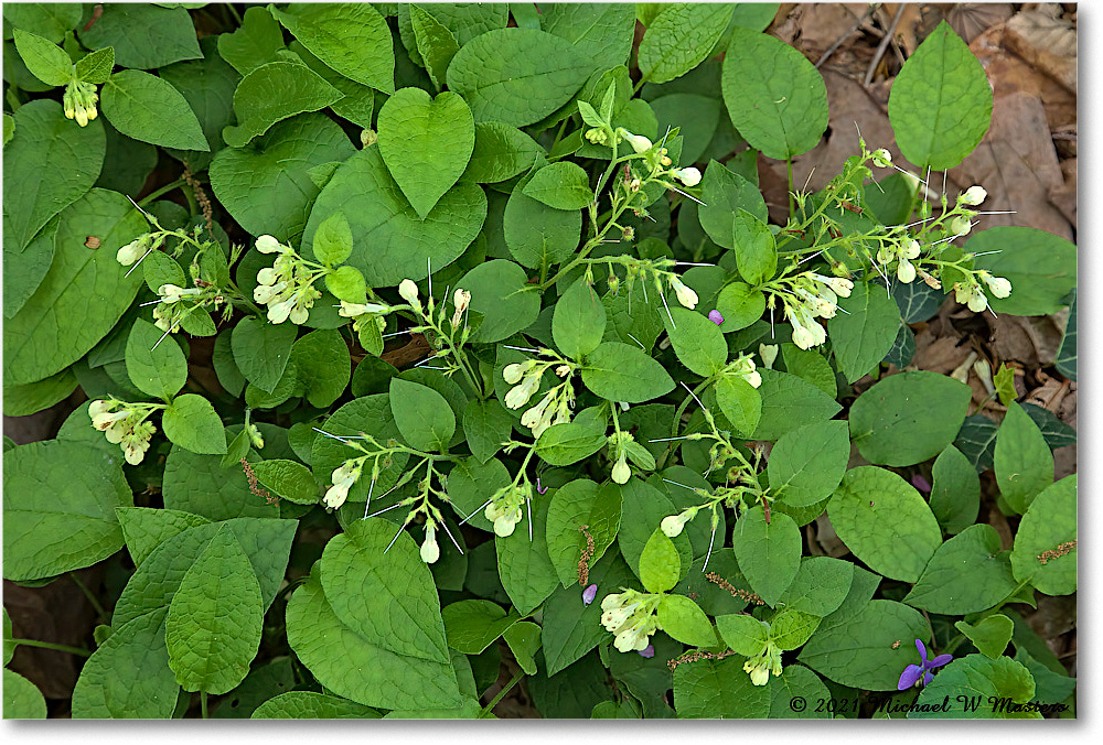 Kenmore_2021Apr_5DB02262-TSs