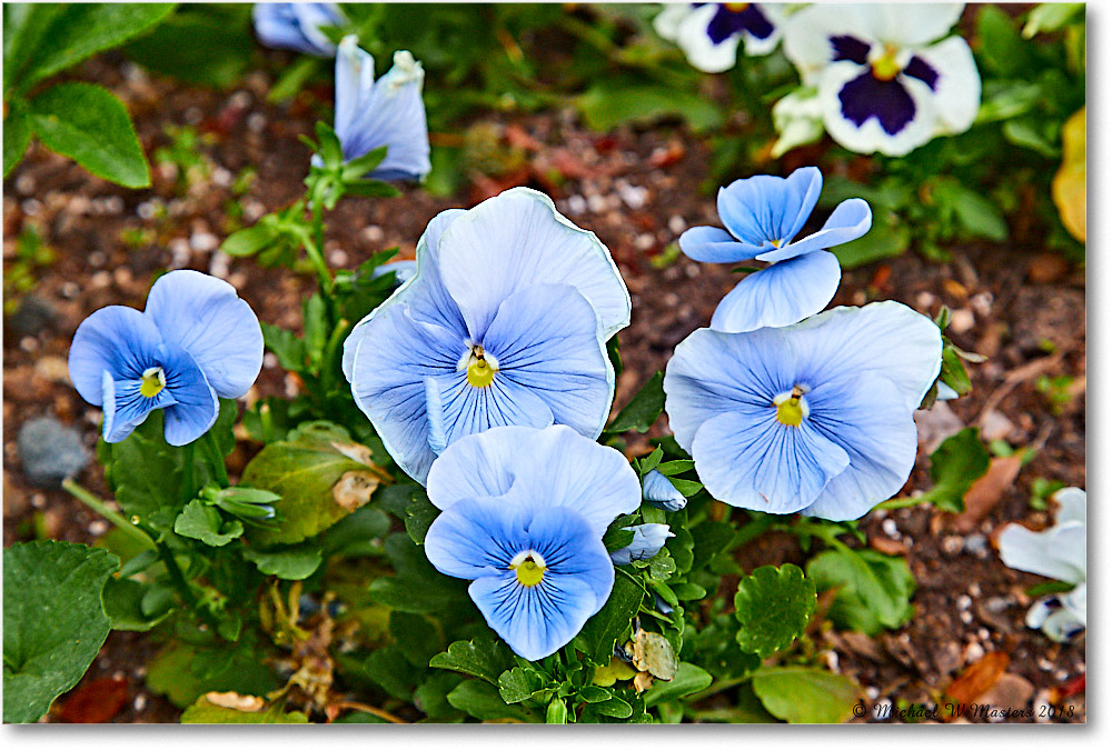 Kenmore_F'Burg_2018May_4DXB4720