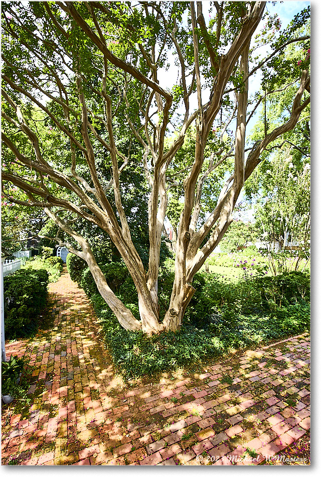 Garden_MaryWashingtonHouse_2023Aug_R5A21130 copy