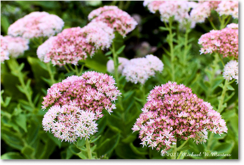 Sedum_MaryWashingtonMonument_2023Sep_R5A21378 copy