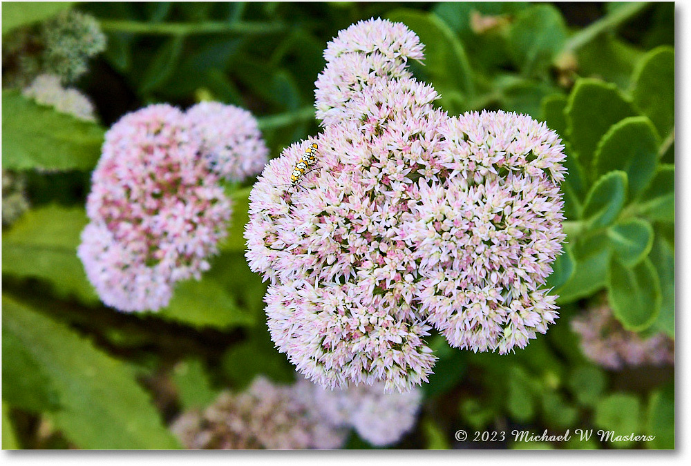 Sedum_MaryWashingtonMonument_2023Sep_R5B12993 copy