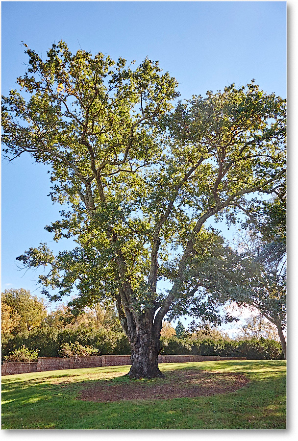 Lawn-Montpelier-2014Oct_S3A8327 copy