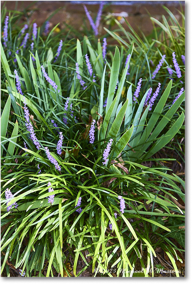 Flower_StJamesHouse_2023Aug_R5B12828 copy