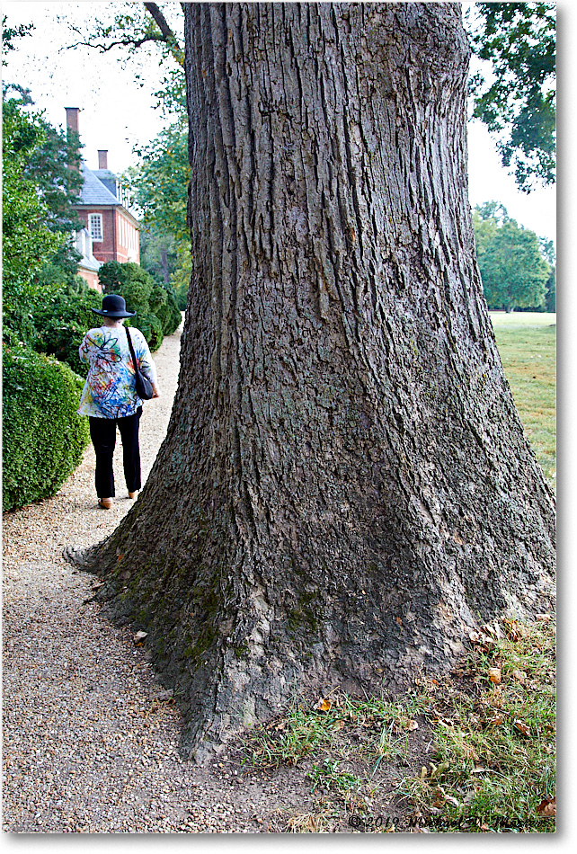 WestoverPlantation_2019Oct_5D4A2002 copy