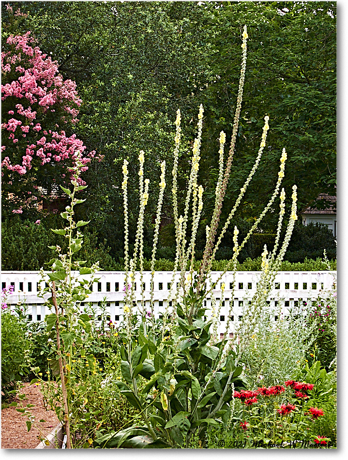 GeorgeReidGarden_Williamsburg_2021Jul_IMG_4246 copy