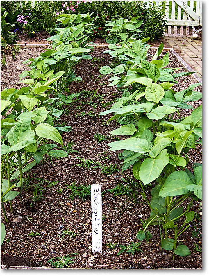 GeorgeReidGarden_Williamsburg_2021Jul_IMG_4248 copy