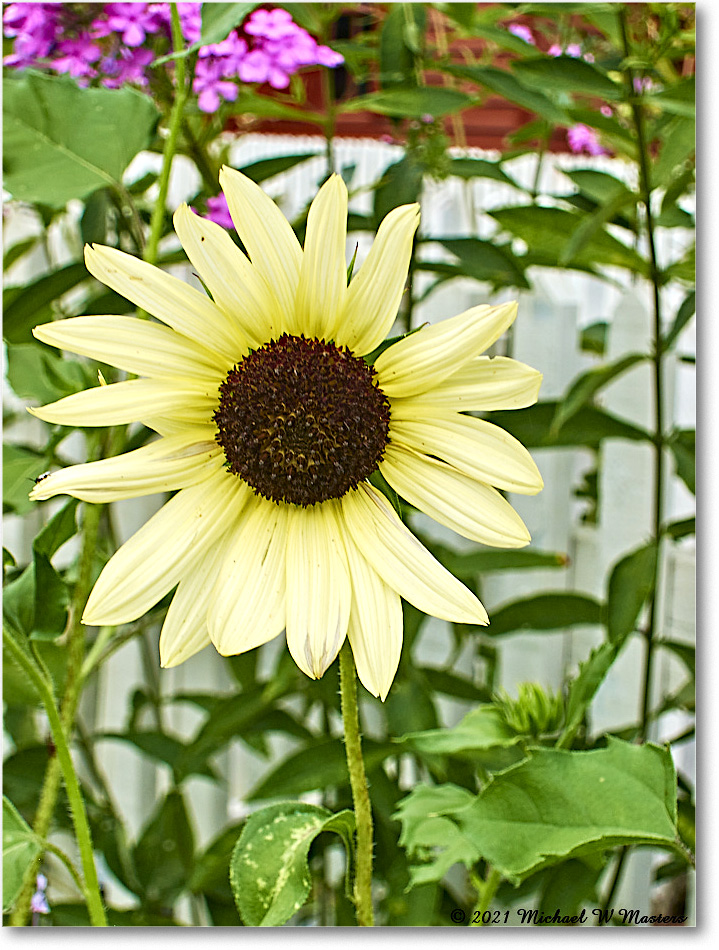GeorgeReidGarden_Williamsburg_2021Jul_IMG_4249 copy