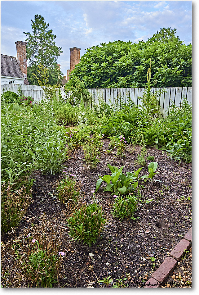 Pasteur&GaltApothecaryGarden_Williamsburg_2021Jul_R5A05205 copy