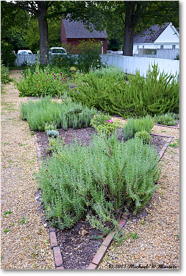Pasteur&GaltApothecaryGarden_Williamsburg_2021Jul_R5B04090 copy