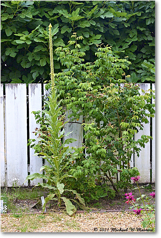 Pasteur&GaltApothecaryGarden_Williamsburg_2021Jul_R5B04093 copy