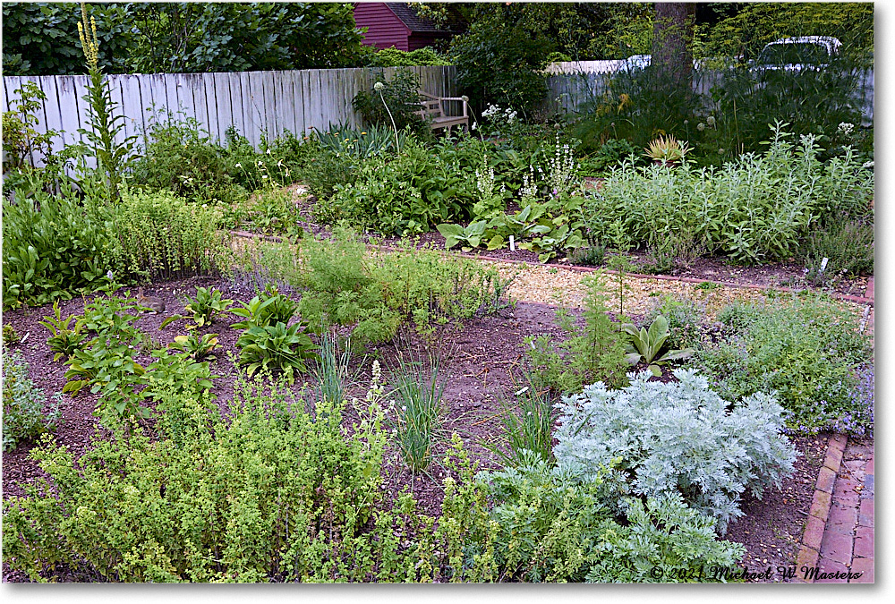 Pasteur&GaltApothecaryGarden_Williamsburg_2021Jul_R5B04095 copy