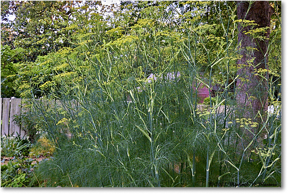 Pasteur&GaltApothecaryGarden_Williamsburg_2021Jul_R5B04096 copy