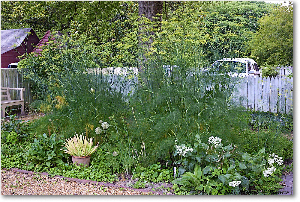 Pasteur&GaltApothecaryGarden_Williamsburg_2021Jul_R5B04097 copy