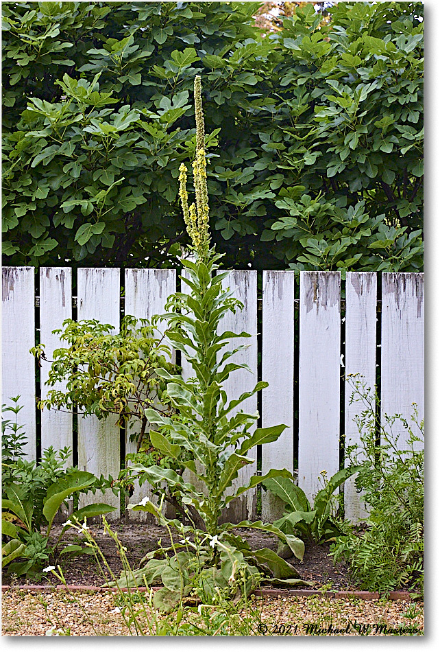 Pasteur&GaltApothecaryGarden_Williamsburg_2021Jul_R5B04098 copy