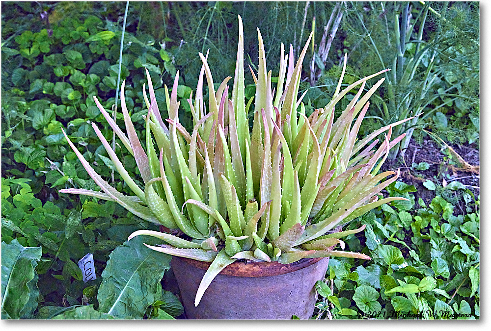 Pasteur&GaltApothecaryGarden_Williamsburg_2021Jul_R5B04102 copy