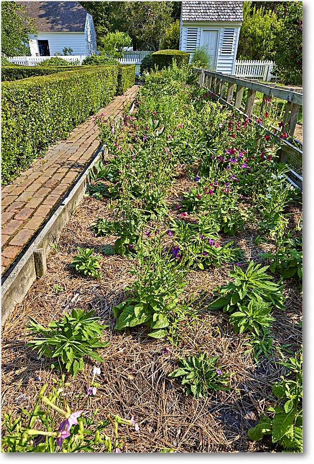 PrentisHouseGarden_Williamsburg_2021Jul_R5A05182 copy