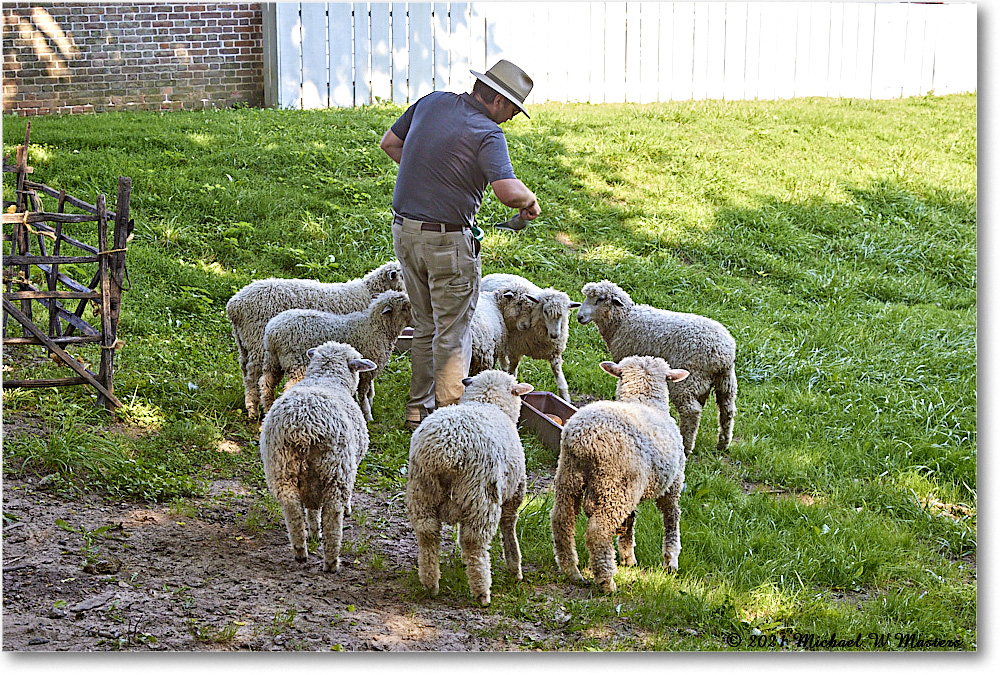 LambFeeding_Williamsburg_2021Jul_R5B03993 copy