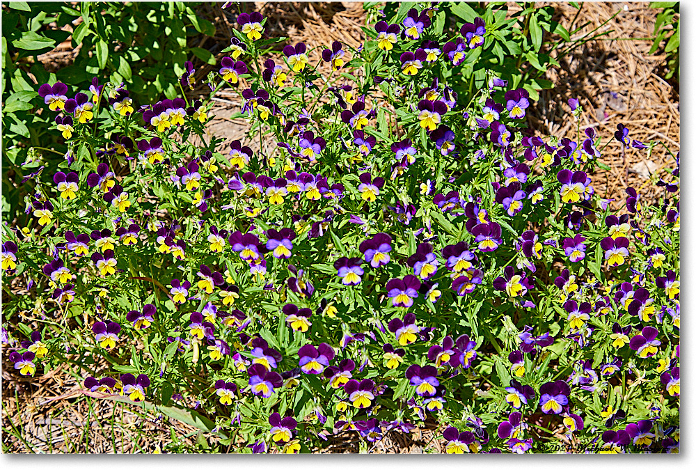 Williamsburg_GovernorsPalace_2021May_R5A02960 copy