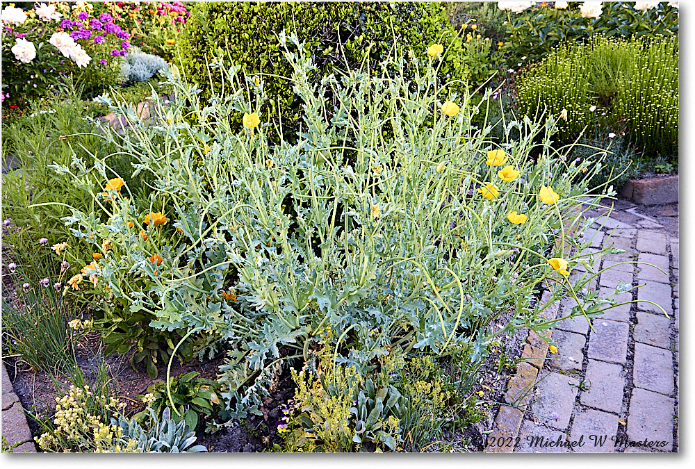JohnBlairGarden_Williamsburg_2022May_R5B07795 copy