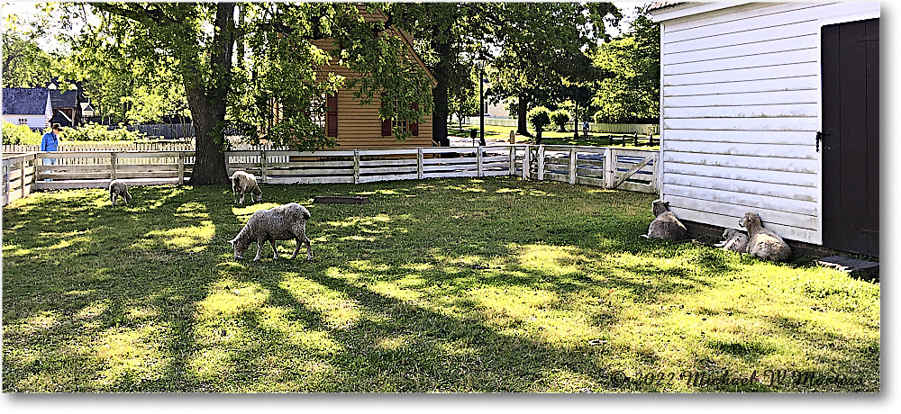 Francis-ColonialPastureSheep_Williamsburg_2022May_iPh_0707 copy