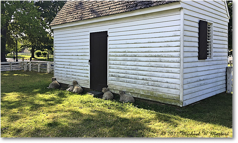 Francis-ColonialPastureSheep_Williamsburg_2022May_iPh_0710 copy