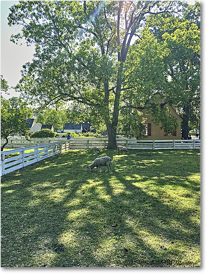 Francis-ColonialPastureSheep_Williamsburg_2022May_iPh_0711 copy