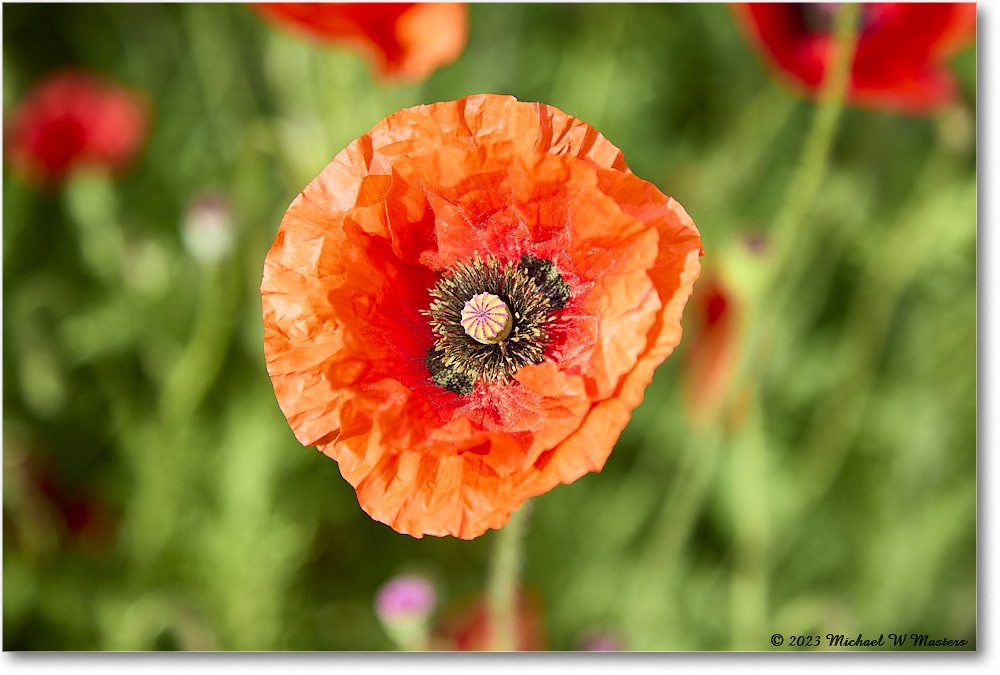 ColonialNursery_Poppy_Williamsburg_2023May_R5A20267 copy