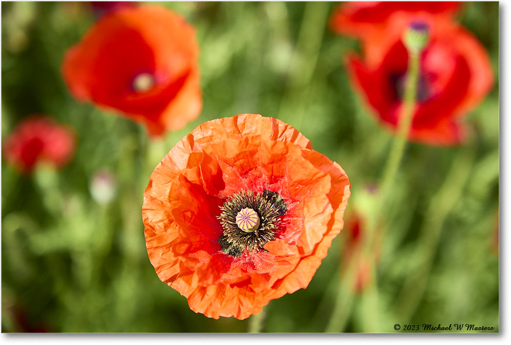 ColonialNursery_Poppy_Williamsburg_2023May_R5A20268 copy