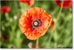 ColonialNursery_Poppy_Williamsburg_2023May_R5A20267 copy