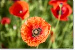 ColonialNursery_Poppy_Williamsburg_2023May_R5A20268 copy