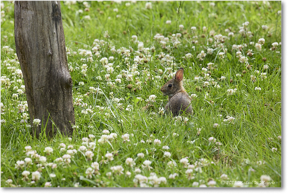 RabbitOrlandoJonesGarden_Williamsburg_2025May_R5C00870