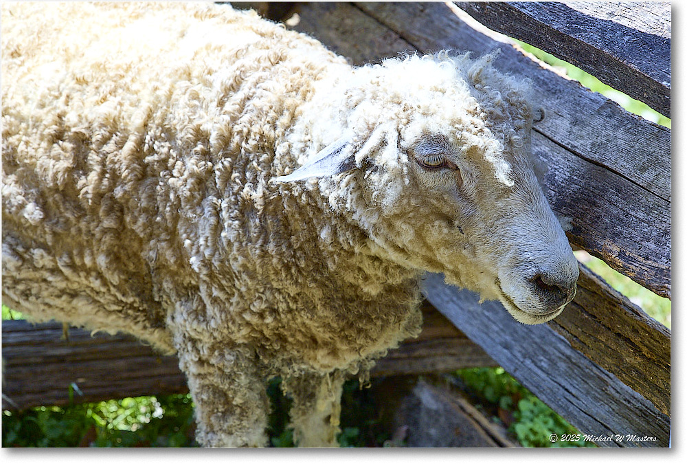 Sheep_Williamsburg_2025May_R5C01379
