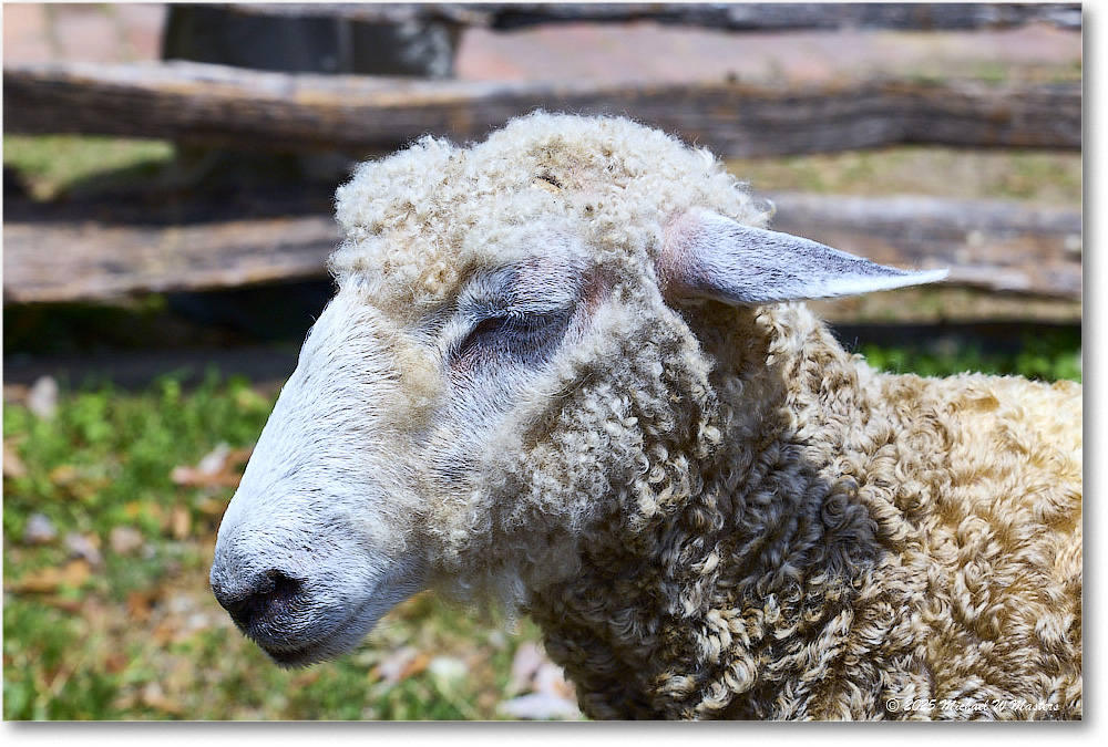 Sheep_Williamsburg_2025May_R5C01385