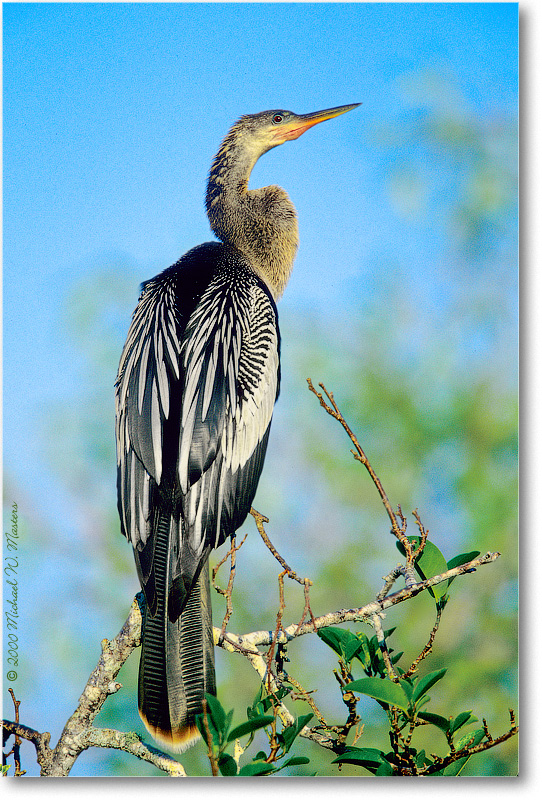 AnhingaFemale-SharkValley-2000Mar-25V6
