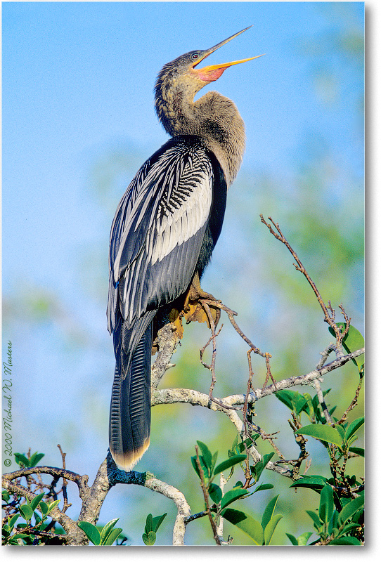 AnhingaFemale-SharkValley-2000Mar-34V6