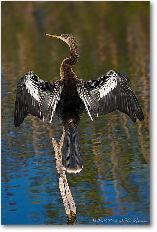 AnhingaFemale_AnhingaTrailFL_08Jan_1D3_08JA1947(BGblur)