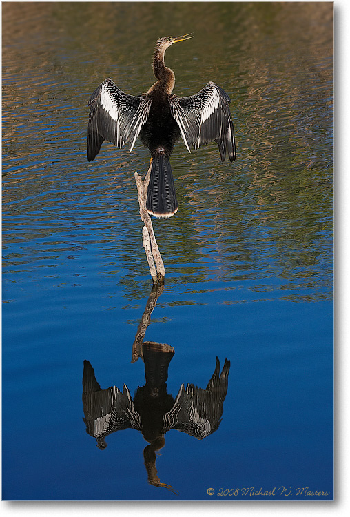 AnhingaFemale_AnhingaTrailFL_08Jan_1D3_08JA1964(BGblur)
