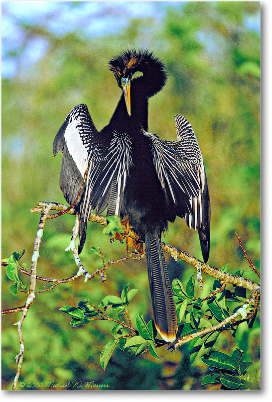 AnhingaMale-SharkValley-2000Mar-20V6