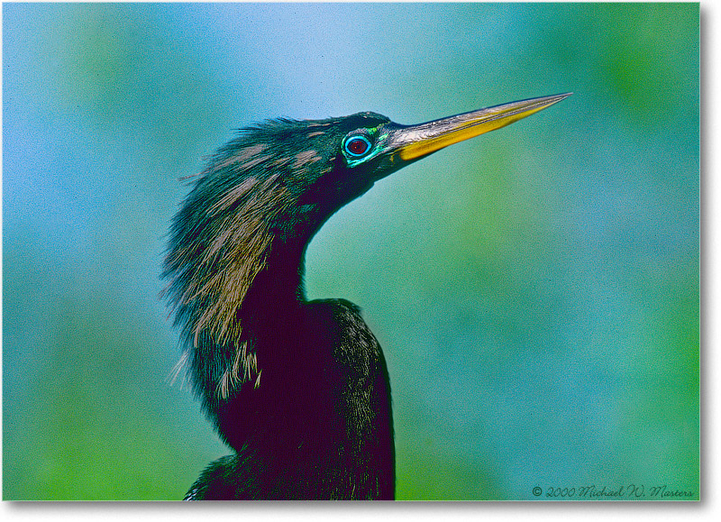 AnhingaMale-SharkValley-2000Mar-9H5