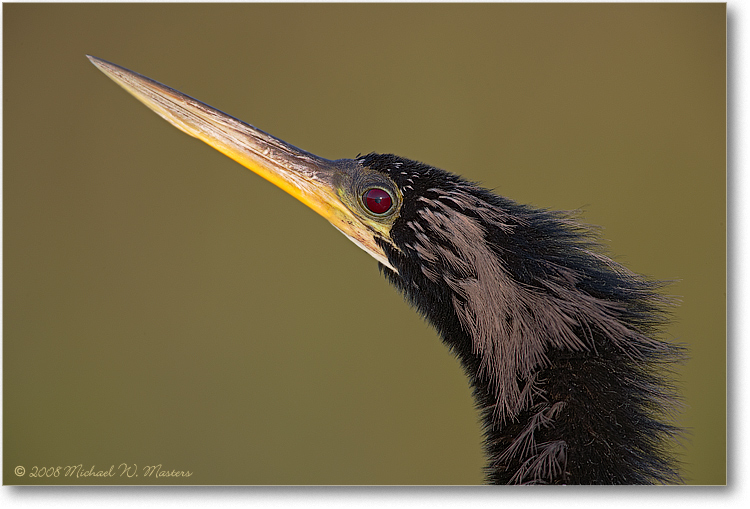 AnhingaMale_AnhingaTrailFL_08Jan_1Ds2_E0K8651