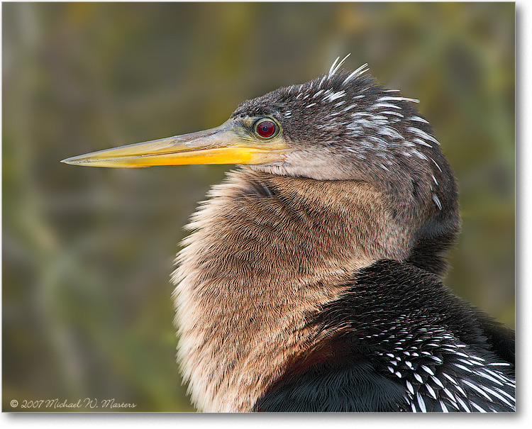 Anhinga_SharkValleyFL_08Jan_1Ds2_E0K8672(BGblur)